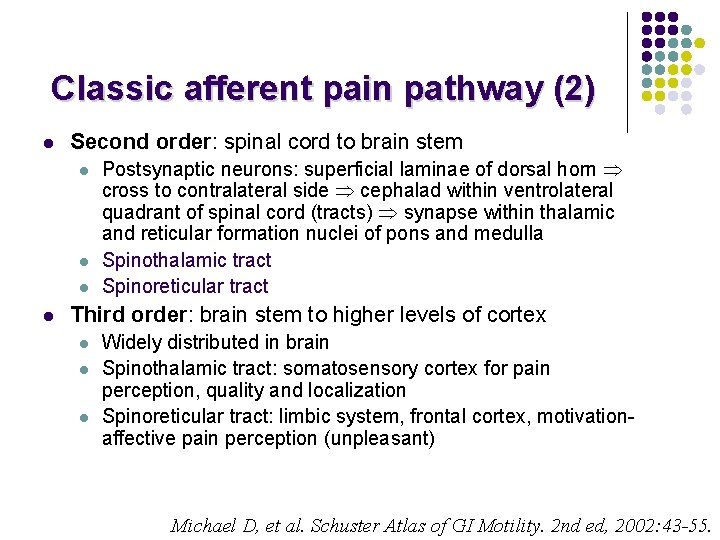 Classic afferent pain pathway (2) l Second order: spinal cord to brain stem l