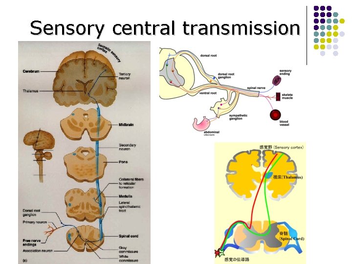 Sensory central transmission 