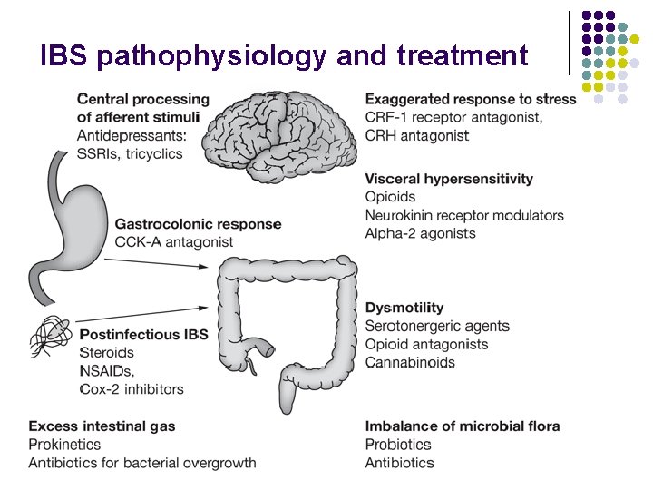 IBS pathophysiology and treatment 