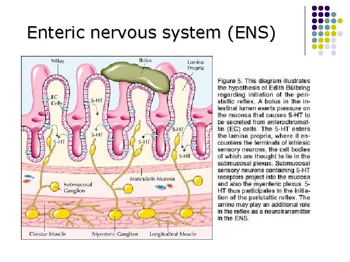 Enteric nervous system (ENS) 