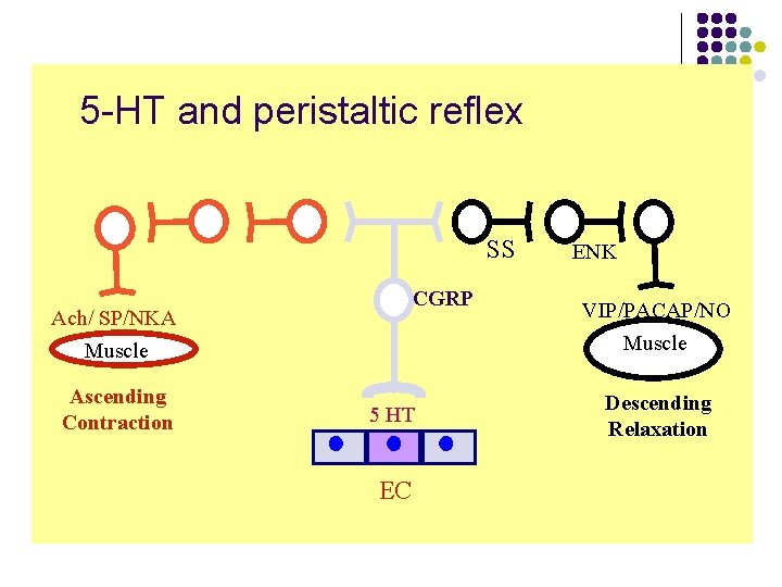 5 -HT and peristaltic reflex SS CGRP Ach/ SP/NKA Muscle Ascending Contraction 5 HT