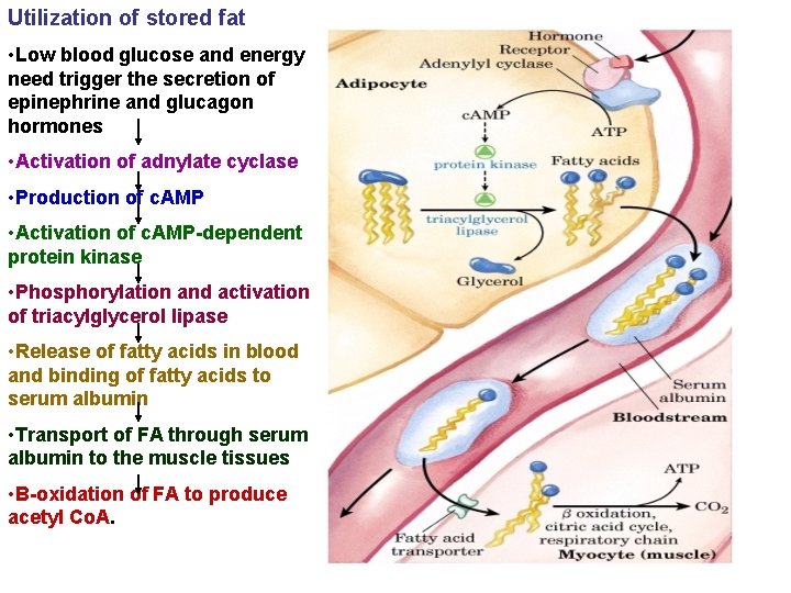 Utilization of stored fat • Low blood glucose and energy need trigger the secretion