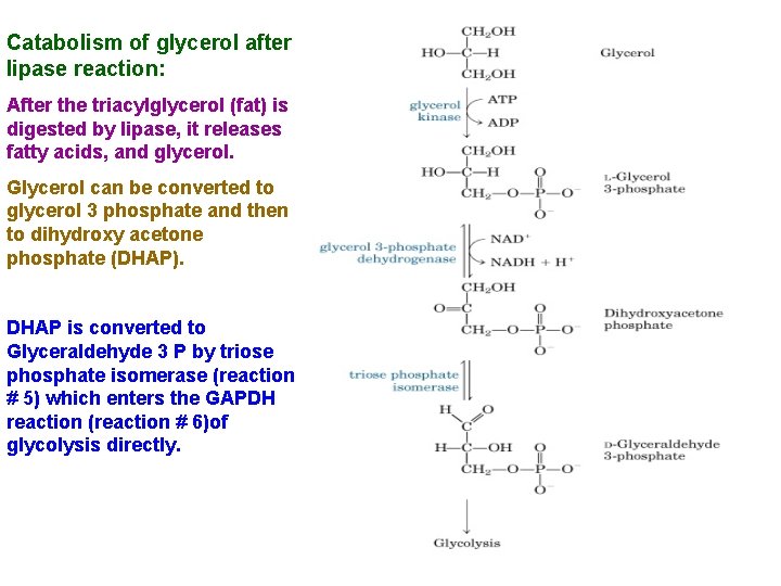 Catabolism of glycerol after lipase reaction: After the triacylglycerol (fat) is digested by lipase,