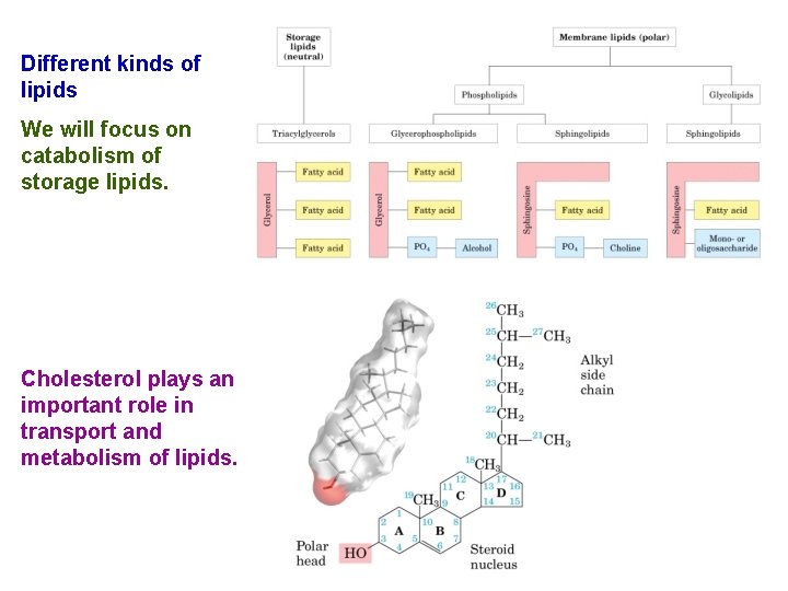 Different kinds of lipids We will focus on catabolism of storage lipids. Cholesterol plays