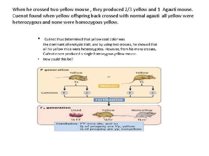 When he crossed two yellow mouse , they produced 2/3 yellow and 1 Agauti