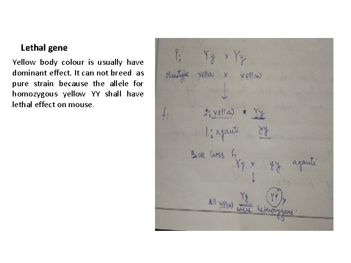 Lethal gene Yellow body colour is usually have dominant effect. It can not breed