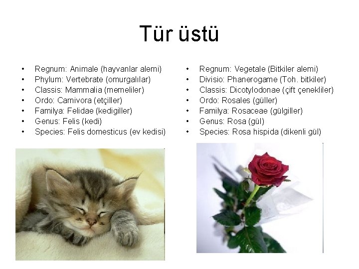 Tür üstü • • Regnum: Animale (hayvanlar alemi) Phylum: Vertebrate (omurgalılar) Classis: Mammalia (memeliler)