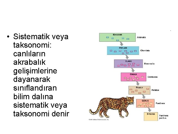  • Sistematik veya taksonomi: canlıların akrabalık gelişimlerine dayanarak sınıflandıran bilim dalına sistematik veya