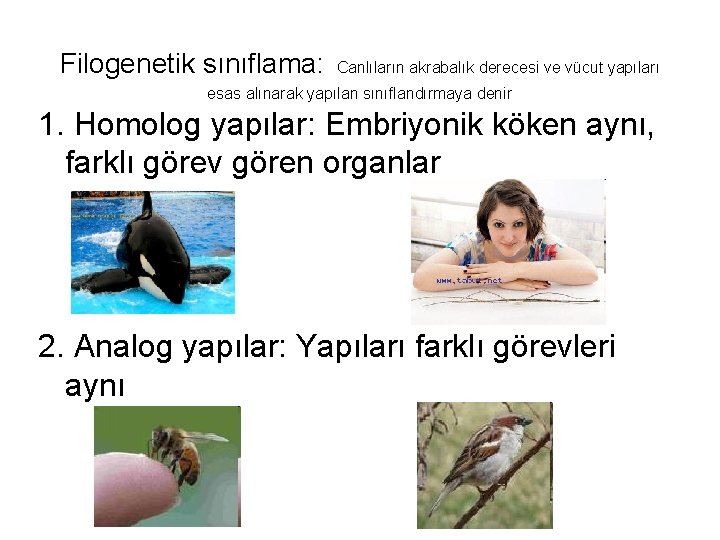 Filogenetik sınıflama: Canlıların akrabalık derecesi ve vücut yapıları esas alınarak yapılan sınıflandırmaya denir 1.