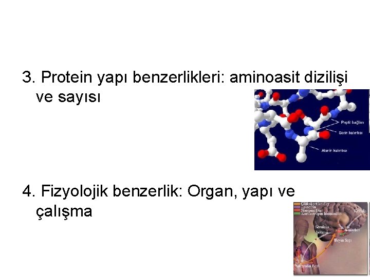 3. Protein yapı benzerlikleri: aminoasit dizilişi ve sayısı 4. Fizyolojik benzerlik: Organ, yapı ve