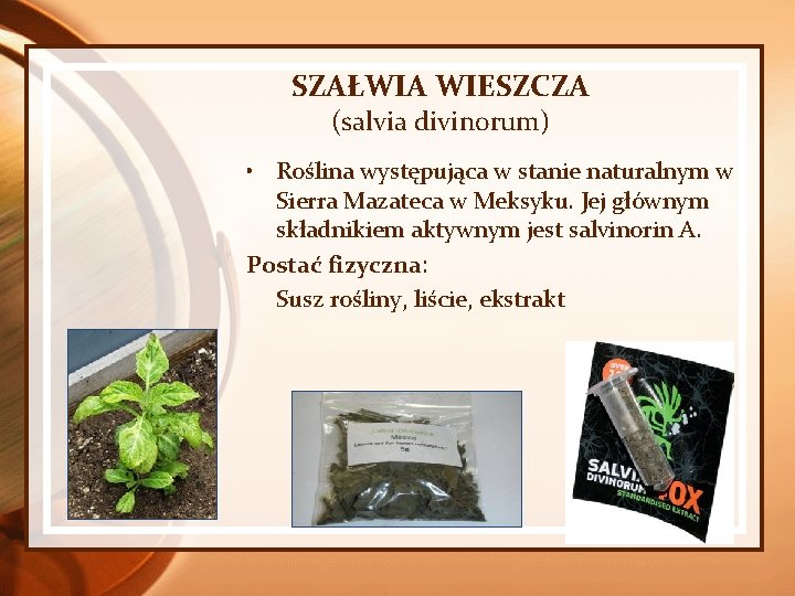 SZAŁWIA WIESZCZA (salvia divinorum) • Roślina występująca w stanie naturalnym w Sierra Mazateca w