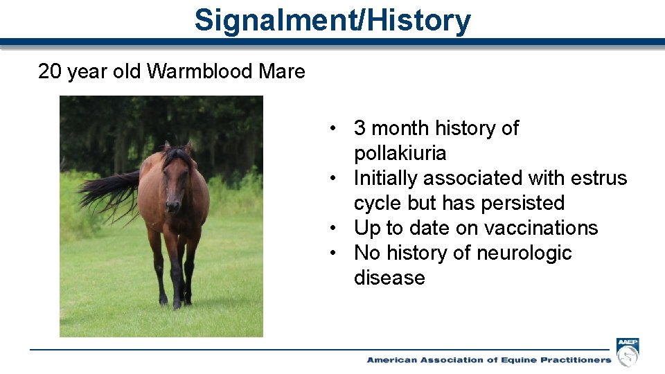 Signalment/History 20 year old Warmblood Mare • 3 month history of pollakiuria • Initially