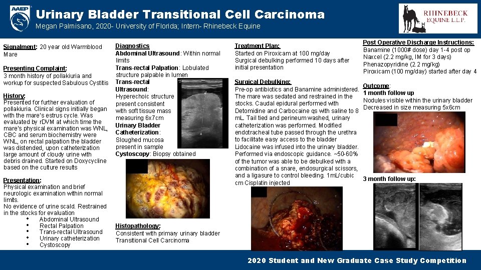 Urinary Bladder Transitional Cell Carcinoma Megan Palmisano, 2020 - University of Florida; Intern- Rhinebeck