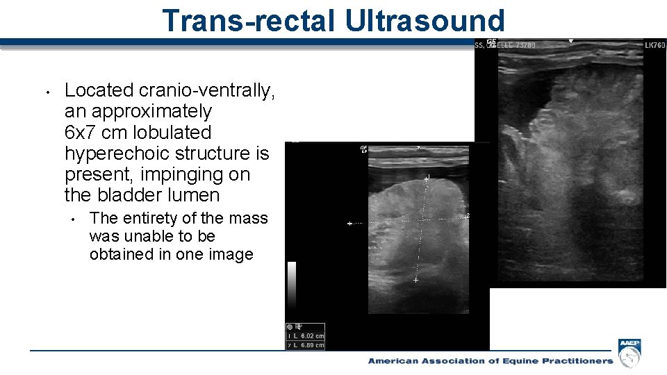Trans-rectal Ultrasound • Located cranio-ventrally, an approximately 6 x 7 cm lobulated hyperechoic structure