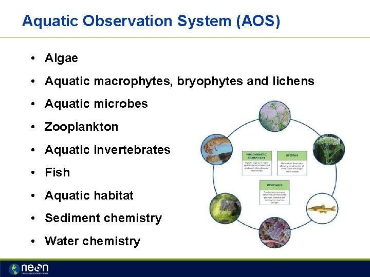Aquatic Observation System (AOS) • Algae • Aquatic macrophytes, bryophytes and lichens • Aquatic