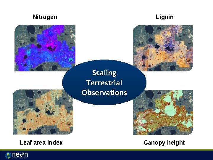 Nitrogen Lignin Scaling Terrestrial Observations Leaf area index Canopy height 