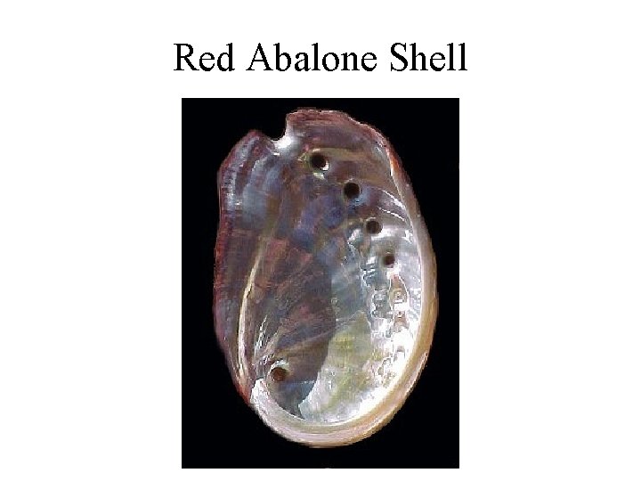 Red Abalone Shell 