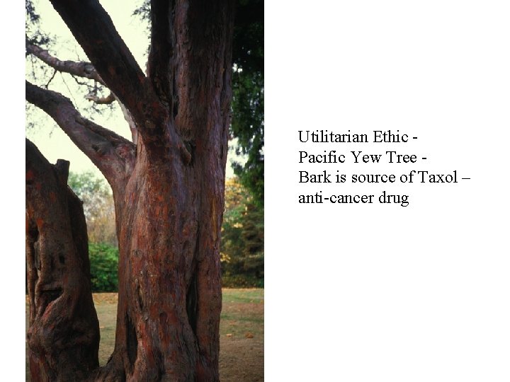 Utilitarian Ethic - Pacific Yew Tree Bark is source of Taxol – anti-cancer drug