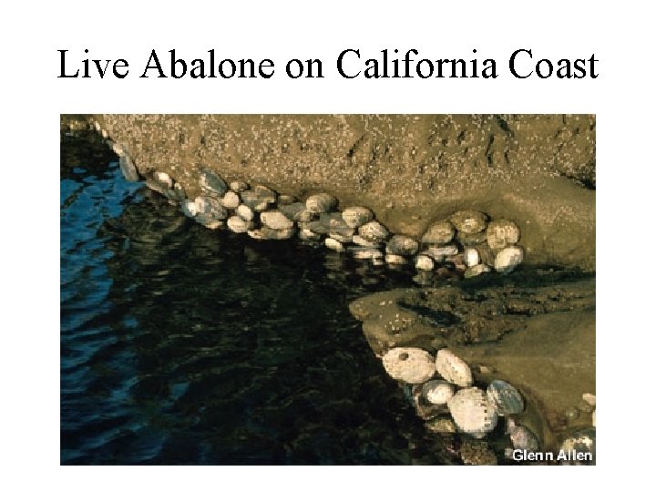 Live Abalone on California Coast 