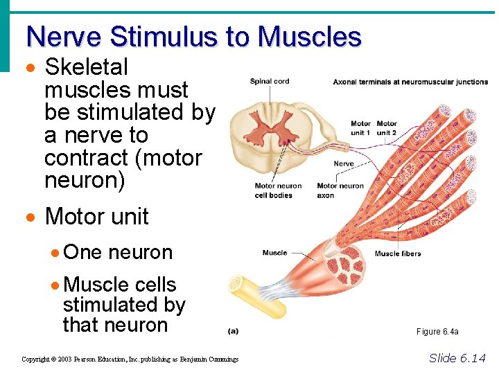 Nerve Stimulus to Muscles · Skeletal muscles must be stimulated by a nerve to