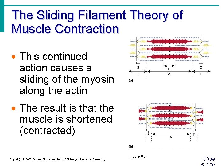 The Sliding Filament Theory of Muscle Contraction · This continued action causes a sliding