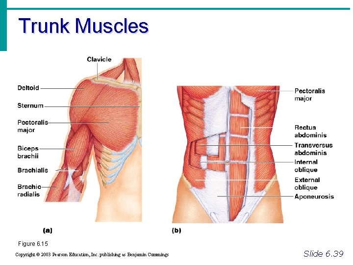 Trunk Muscles Figure 6. 15 Copyright © 2003 Pearson Education, Inc. publishing as Benjamin