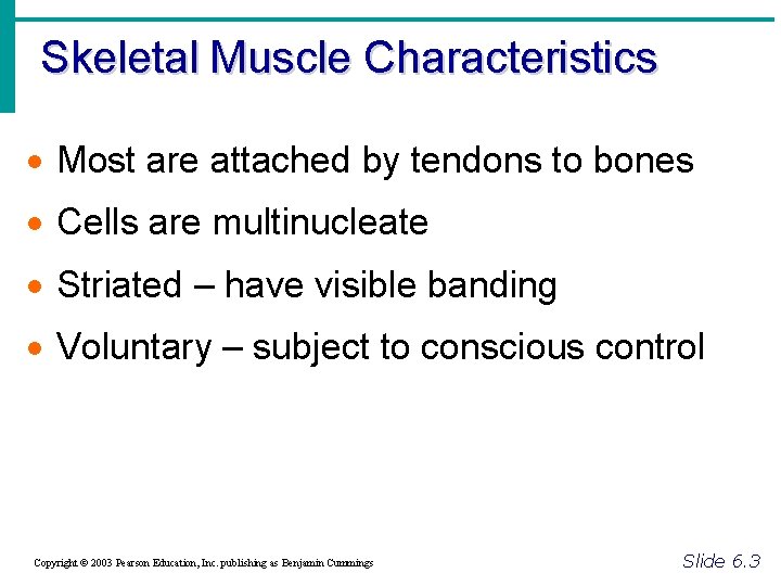 Skeletal Muscle Characteristics · Most are attached by tendons to bones · Cells are