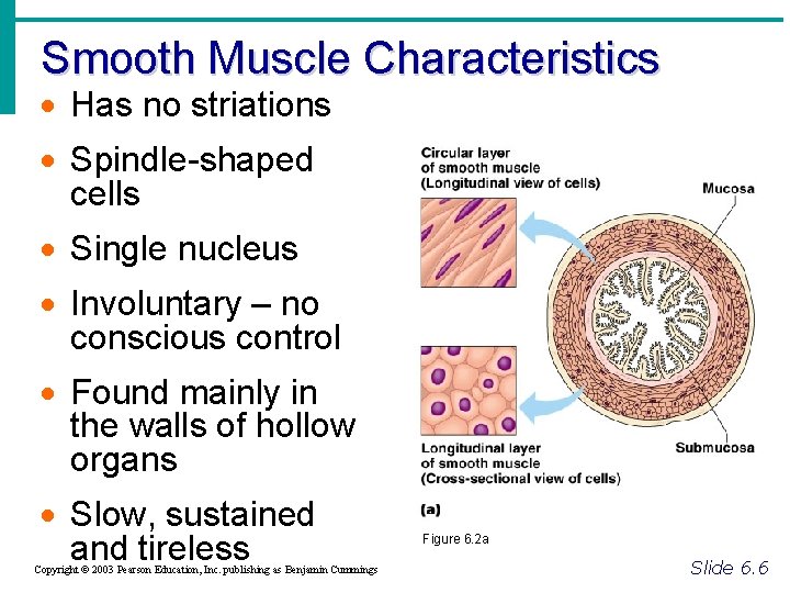 Smooth Muscle Characteristics · Has no striations · Spindle-shaped cells · Single nucleus ·