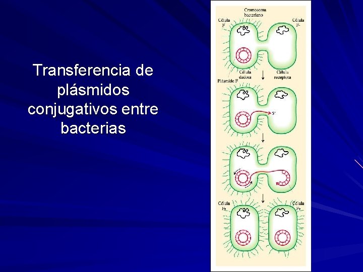 Transferencia de plásmidos conjugativos entre bacterias 