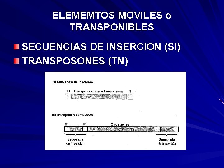 ELEMEMTOS MOVILES o TRANSPONIBLES SECUENCIAS DE INSERCION (SI) TRANSPOSONES (TN) 