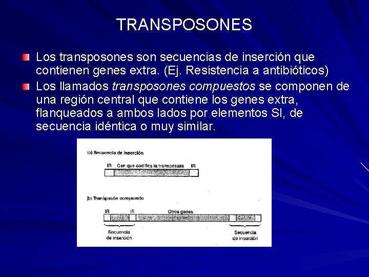 TRANSPOSONES Los transposones son secuencias de inserción que contienen genes extra. (Ej. Resistencia a