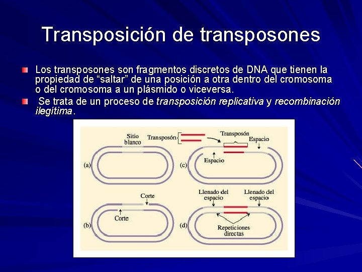 Transposición de transposones Los transposones son fragmentos discretos de DNA que tienen la propiedad