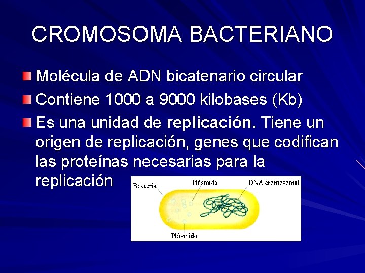 CROMOSOMA BACTERIANO Molécula de ADN bicatenario circular Contiene 1000 a 9000 kilobases (Kb) Es