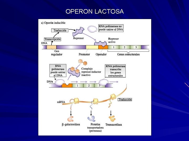 OPERON LACTOSA 