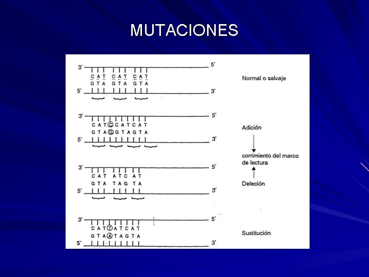 MUTACIONES 