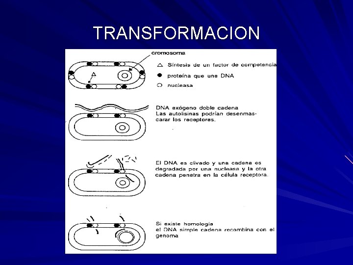 TRANSFORMACION 