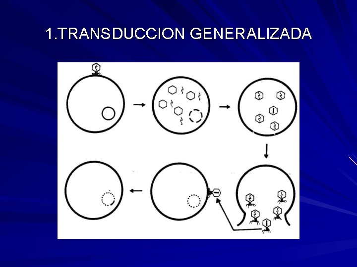 1. TRANSDUCCION GENERALIZADA 