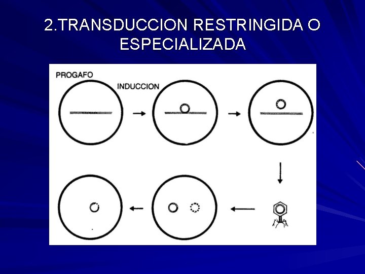 2. TRANSDUCCION RESTRINGIDA O ESPECIALIZADA 