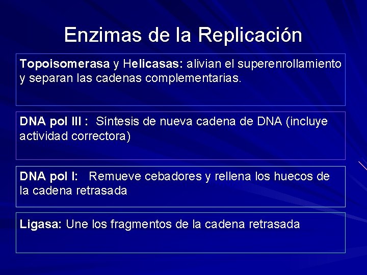 Enzimas de la Replicación Topoisomerasa y Helicasas: alivian el superenrollamiento y separan las cadenas