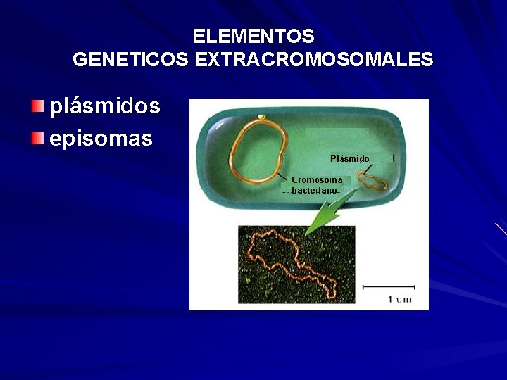 ELEMENTOS GENETICOS EXTRACROMOSOMALES plásmidos episomas 