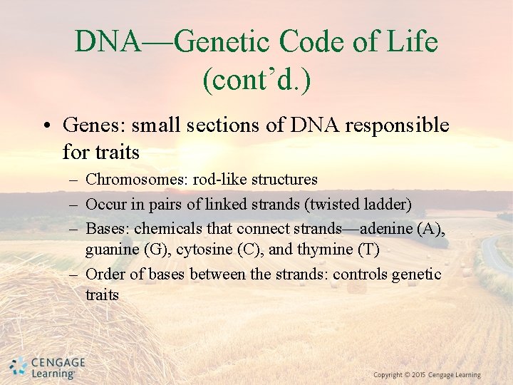 DNA—Genetic Code of Life (cont’d. ) • Genes: small sections of DNA responsible for