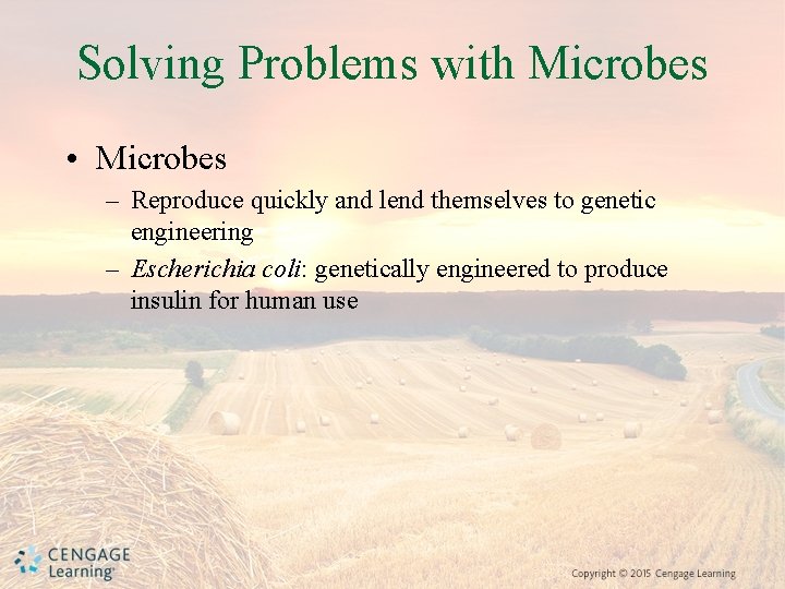 Solving Problems with Microbes • Microbes – Reproduce quickly and lend themselves to genetic