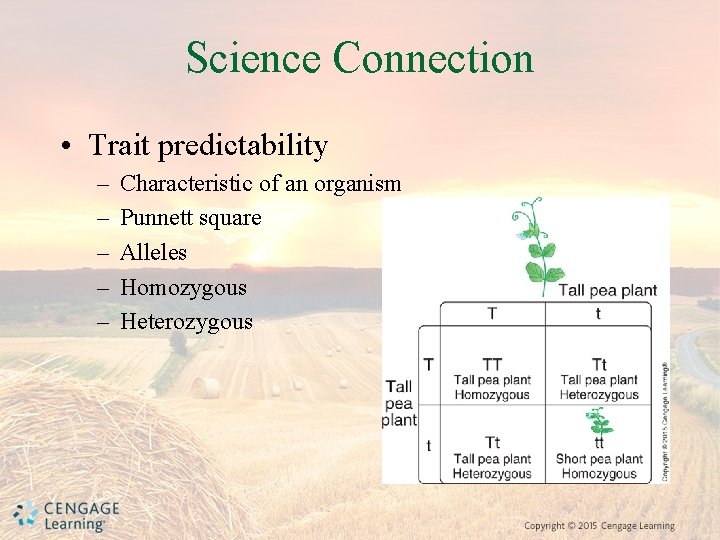 Science Connection • Trait predictability – – – Characteristic of an organism Punnett square