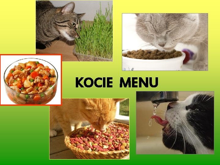 KOCIE MENU 