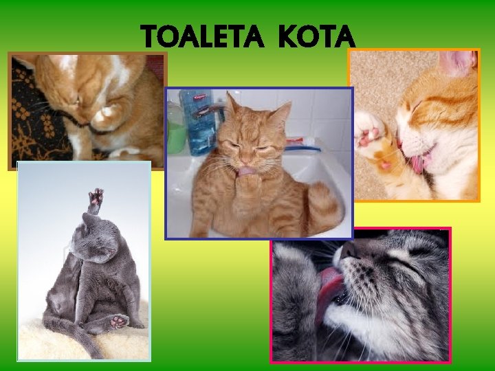 TOALETA KOTA 