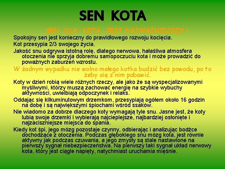 SEN KOTA SEN DLA KOTA JEST NAJWAŻNIEJSZY ! Spokojny sen jest konieczny do prawidłowego