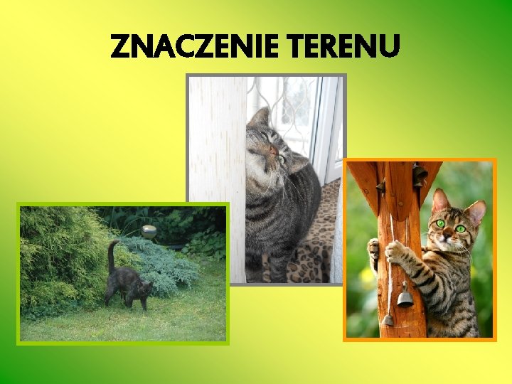 ZNACZENIE TERENU 