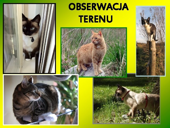 OBSERWACJA TERENU 