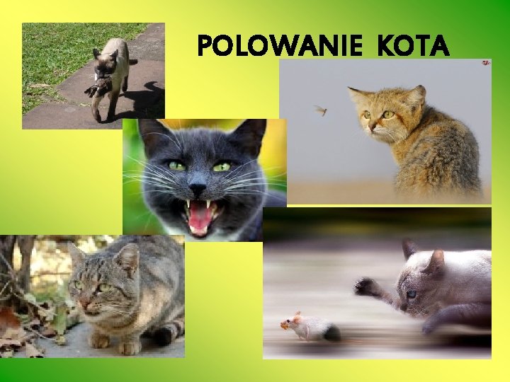 POLOWANIE KOTA 