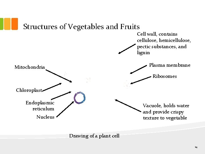 Structures of Vegetables and Fruits Cell wall, contains cellulose, hemicellulose, pectic substances, and lignin